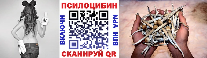 Псилоцибиновые грибы Psilocybine cubensis Сокол